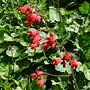 Coral Bells