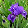 Iris