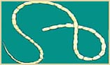 Tapeworm